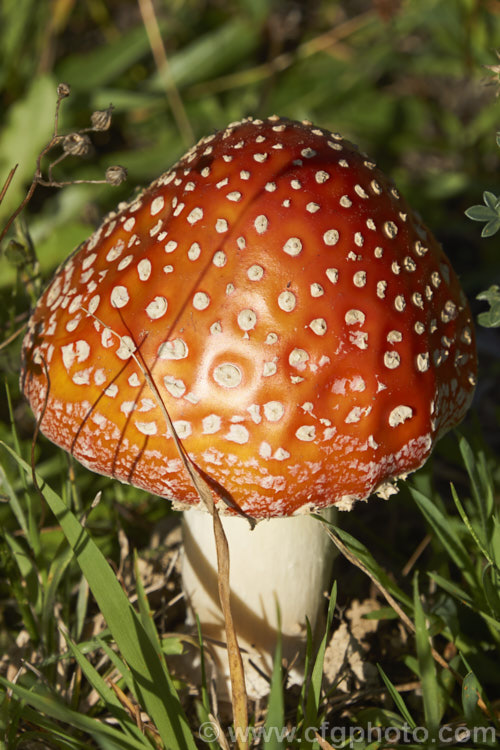 Fly. Agaric (<i>Amanita muscaria</i>), a poisonous. European fungus that is now a common introduced species in many countries. Usually found in clusters in leaf litter, especially conifer needles and poplars leaves, it usually appears with the first rains of autumn.