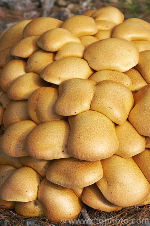 Ringless. Honey Fungus (<i>Armillaria tabescens</i>), a parasitic fungus that not only lives on rotting wood but will also attack living trees and shrubs. The fruiting bodies often form dense clusters and are rounded on first emerging, flattening somewhat as they mature.