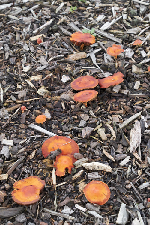 Chip. Cherries or Redlead. Roundhead (Leratiomyces ceres), a widespread and common fungus that gets its common name from its colour and its habit of occurring among the bark chips commonly used as landscaping mulch