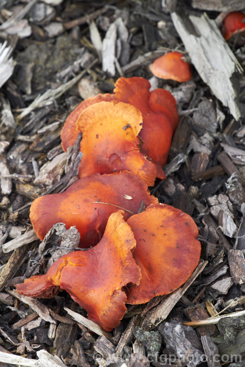 Chip. Cherries or Redlead. Roundhead (Leratiomyces ceres), a widespread and common fungus that gets its common name from its colour and its habit of occurring among the bark chips commonly used as landscaping mulch