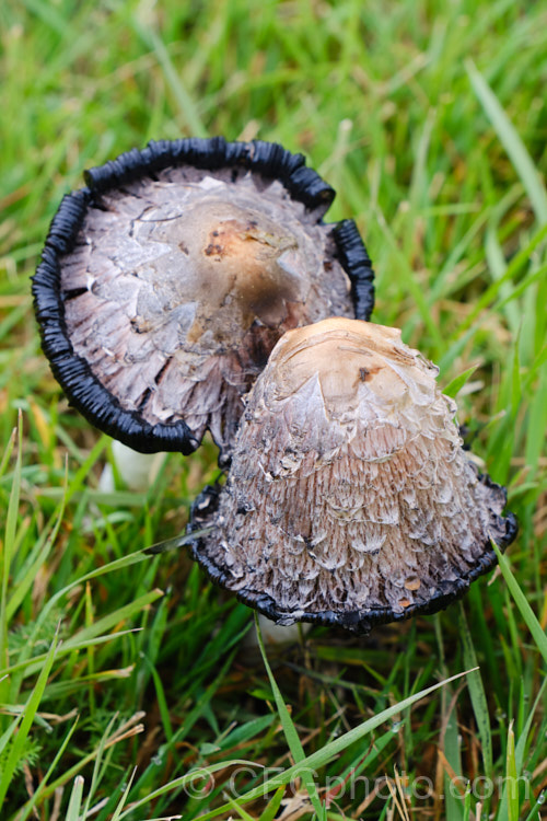 Shaggy. Ink-Cap or Lawyer's Wig (Coprinus comatus), an edible fungus usually found growing in grass in late summer and autumn.