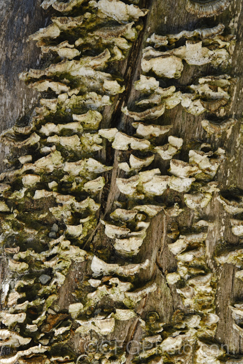 Fruiting bodies of a small bracket fungus, probably of the genus. Polyporus, growing from the dying trunk of a willow. Each of the fruiting bodies is around 1cm wide.