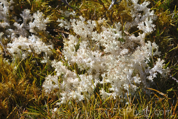A white terrestrial fungus growing near the St. James. Walkway, New Zealand Abundant in this area, it can carpet large areas.