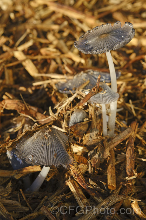 Hare's Foot. Inkcap (Coprinopsis lagopus [syn. Coprinus lagopus]), a fungus usually found on composting plant waste. Its fruiting bodies last just a few hours in the morning before dissolving into an inky black substance by a process called deliquescence.