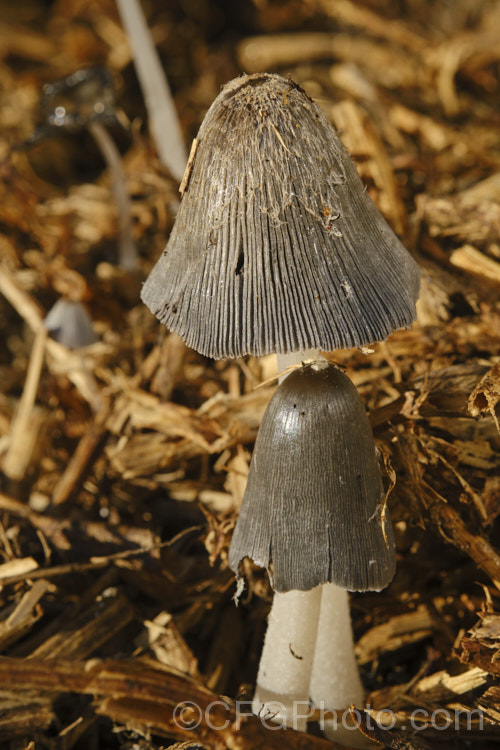 Hare's Foot. Inkcap (Coprinopsis lagopus [syn. Coprinus lagopus]), a fungus usually found on composting plant waste. Its fruiting bodies last just a few hours in the morning before dissolving into an inky black substance by a process called deliquescence.