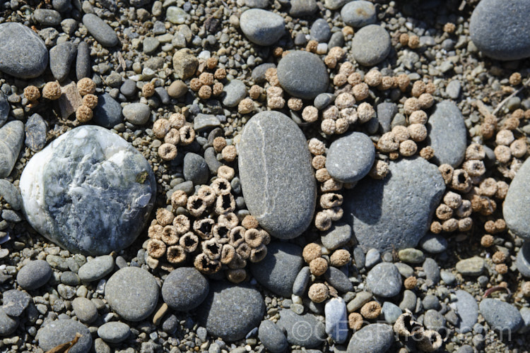 A cluster of small fungus fruiting bodies (probably. Lamprospora [syn. Peziza]) growing in coastal gravel and sand. South Canterbury, New Zealand Fungi are something of a surprise to see in the open, salty environment of coastal dunes, but they are there.