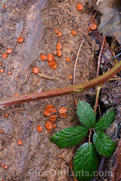 Eyelash Fungus (Scutellinia colensoi), a tiny orange-brown cup fungus of the family. Pyronemataceae, found growing on rotting wood or on damp clay soil. It gets its name from the edging of fine hairs