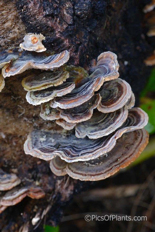 Common Small-pored Bracket Fungus, Turkey Tail or Rainbow Bracket Fungus (<i>Trametes versicolor</i>), a fungus that grows on rotting wood.