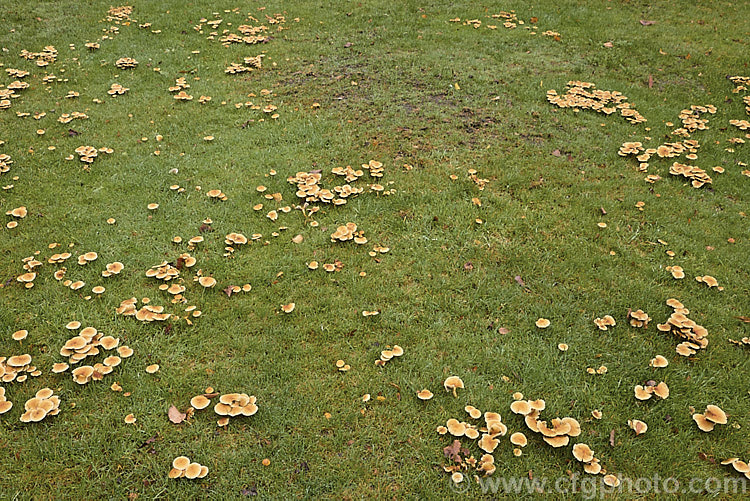 Armillaria fungus growing on the remaining roots around what was the stump of tree that was eventually killed by the rhyzomorphs of these wood destroying toadstools, commonly known as honey fungus. There are several species in the Armillaria genus but their relationships are not well understood and they are often aggregated under the name. Armillaria mellea.