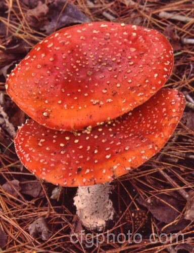 Fly. Agaric (<i>Amanita muscaria</i>), a poisonous. European fungus that is now a common introduced species in many countries. Usually found in clusters in leaf litter, especially conifer needles and poplars leaves, it usually appears with the first rains of autumn.