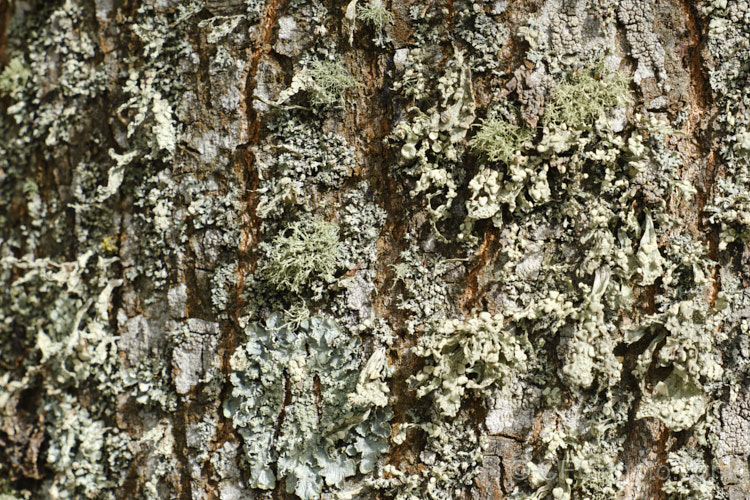 Lichen on a tree trunk. The study of lichens, the result of symbiotic relationships between algae and fungi, is fraught with difficulties due to many as yet to be identified types and their varying appearance under differing conditions.
