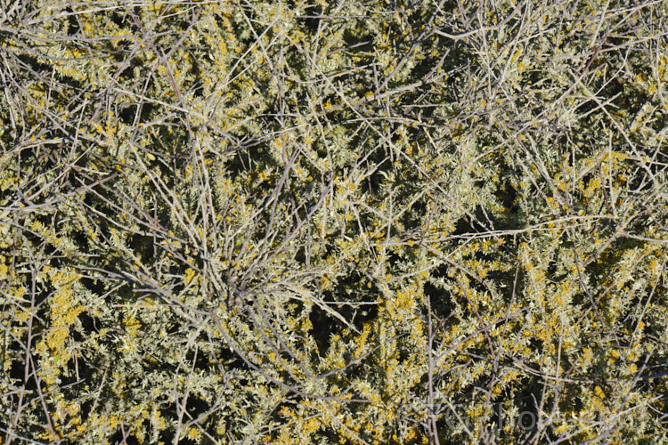 Lichens growing on the tangled branches of Coprosma propinqua. Lichens are composite organisms forms by a fungus and an alga or cyanobacteria. The reproduce by spores that form in the apothecia cups, some of which are visible on the gold lichen - possibly. Teleoschistes crysopthalmus.