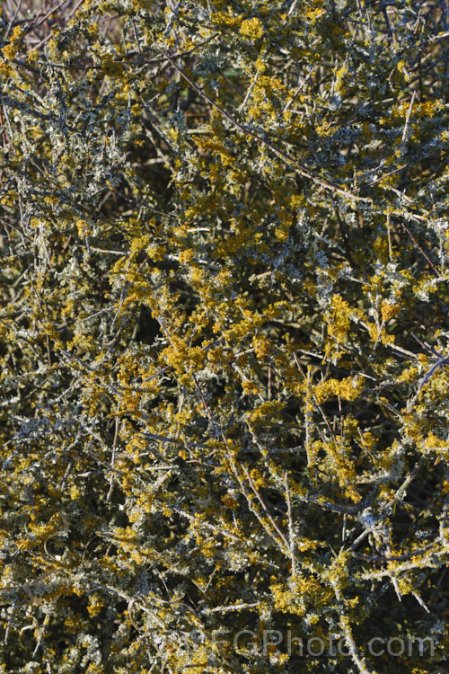 Lichens growing on the tangled branches of Coprosma propinqua. Lichens are composite organisms forms by a fungus and an alga or cyanobacteria. The reproduce by spores that form in the apothecia cups, some of which are visible on the gold lichen - possibly. Teleoschistes crysopthalmus.