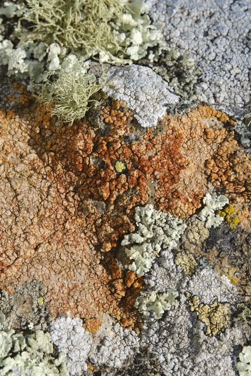 Some of the many striking lichens found on rocks of the Port Hills near. Christchurch, New Zealand