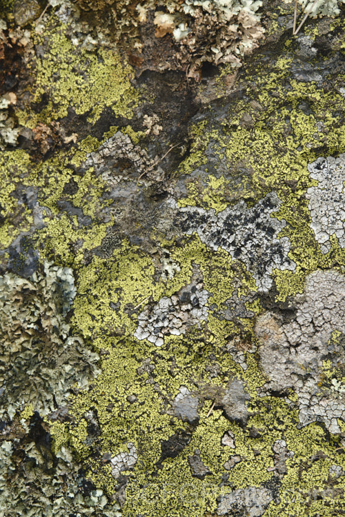 Some of the many striking lichens found on rocks of the Port Hills near. Christchurch, New Zealand