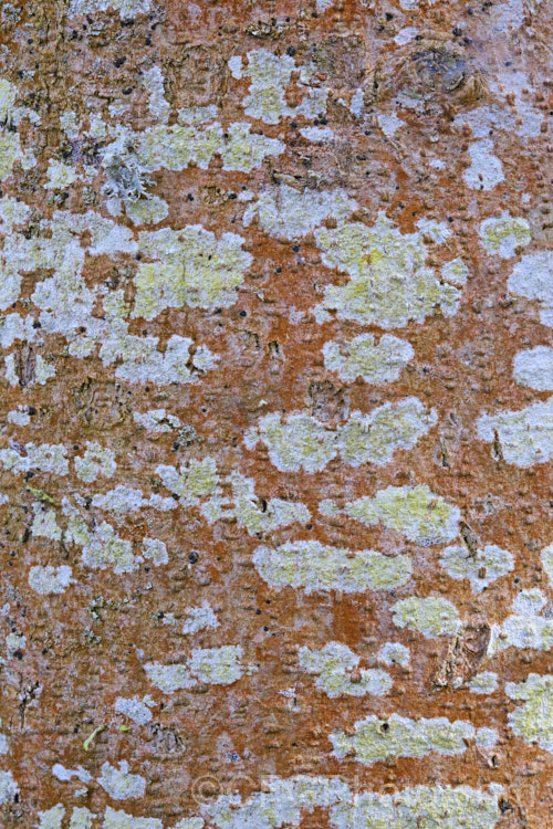 Various lichens growing on Ribbonwood (Plagianthus regius [syn. Plagianthus betulinus]). This New Zealand deciduous tree is often seen with this reddish growth on its trunks. Other lichens soon develop and add character. lichen-3683html'>Lichen.