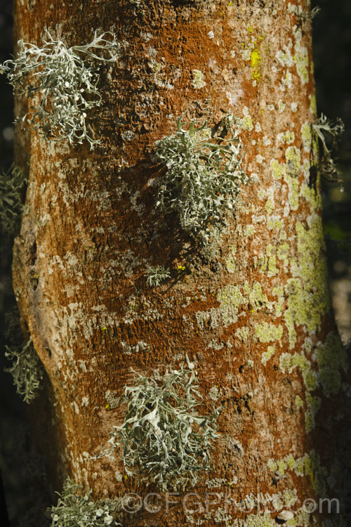 Various lichens growing on Ribbonwood (Plagianthus regius [syn. Plagianthus betulinus]). This New Zealand deciduous tree is often seen with this reddish growth on its trunks. Other lichens soon develop and add character. lichen-3683html'>Lichen.