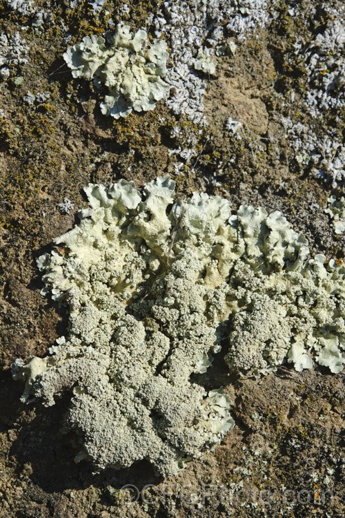 Lichen growing porous volcanic rock. This is a type of surface lichen that can easily be removed, unlike the crustose forms which invade the pores of the rock and cannot be cleanly removed. lichen-3683html'>Lichen.
