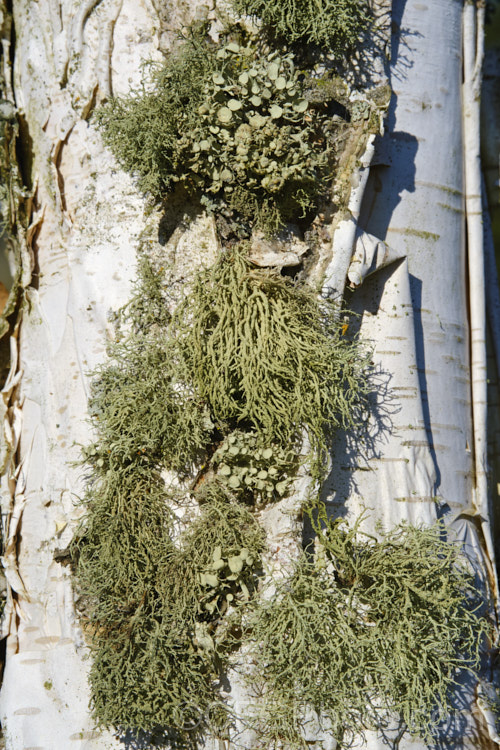An impressive array of lichens on Himalayan Birch (Betula utilis), a 20m tall, deciduous, white-barked tree native to the Himalayan region. lichen-3683html'>Lichen.