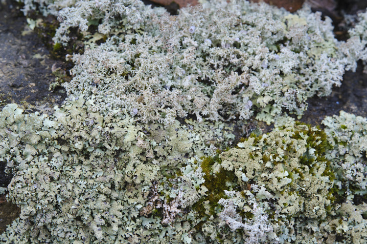 An abundance of lichens thriving on an old stone wall.