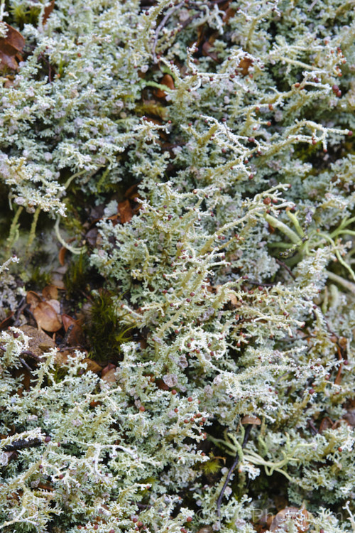 A fructose lichen, probably. Stereocaulon corticulatum, growing on damp, shady bank in temperate southern beech forest, New Zealand