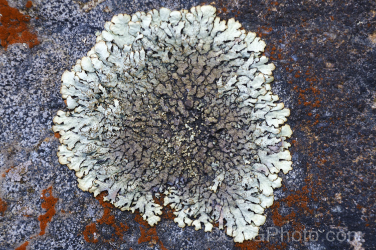 A lichen growing on an alpine rock.