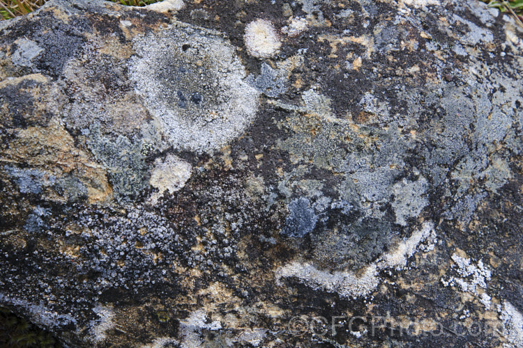 Alpine rocks in Canterbury, New Zealand, covered with dense colonies of lichens, which are everywhere in this environment.