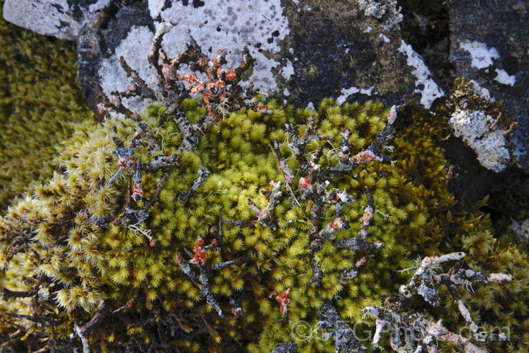 Lichen often covers plants in the damp subalpine zones of New Zealand. The lichen with red fruiting bodies is probably. Bloodstain. Lichen (Haematomma alpinum), which is often found growing on dead twigs.