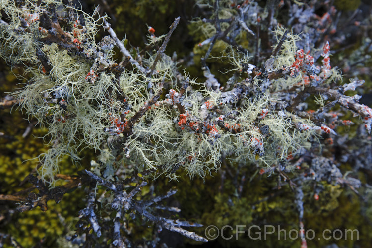 Lichen often covers plants in the damp subalpine zones of New Zealand. The lichen with red fruiting bodies is probably. Bloodstain. Lichen (Haematomma alpinum), which is often found growing on dead twigs.
