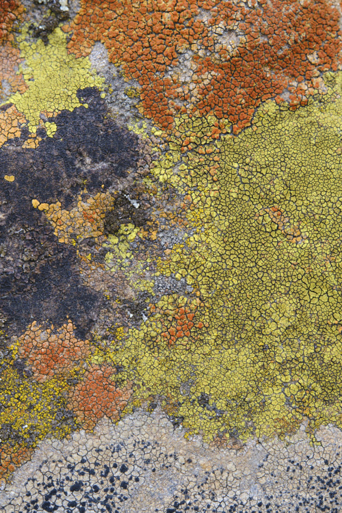 Lichen of various colours and stages of development, growing on a bluestone boulder. Timaru, New Zealand