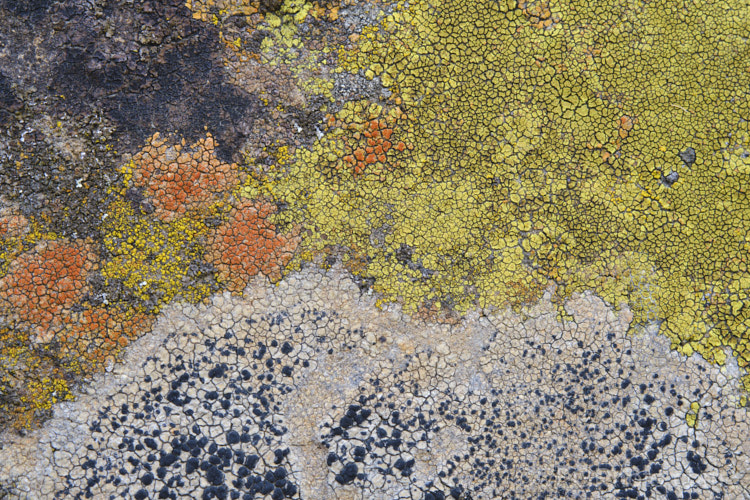 Lichen of various colours and stages of development, growing on a bluestone boulder. Timaru, New Zealand