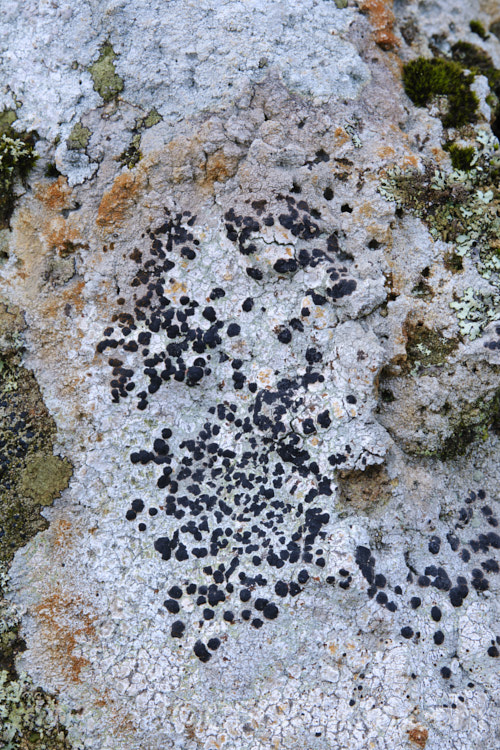A dense covering of lichen on a drystone wall.