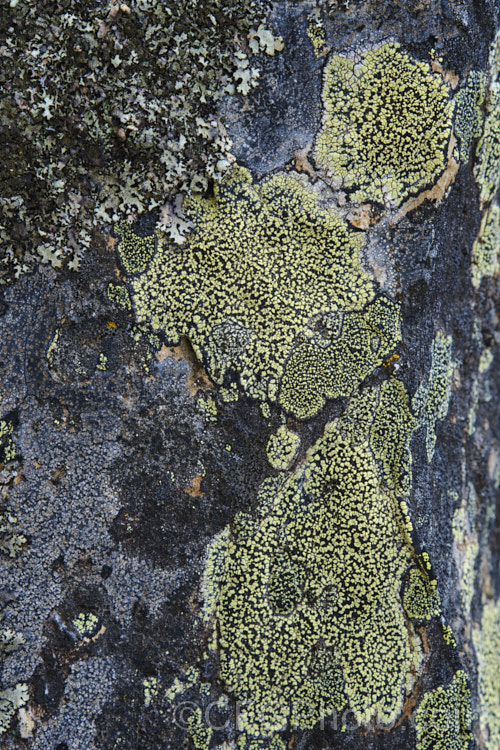 Rhizocarpon geographicum, a leprose lichen with very distinctive yellow and black patterning. Found worldwide, including the Arctic and Antarctic regions, it typically occurs in alpine areas. One. Arctic patch is thought to be the oldest living organism, around 8,600 years old