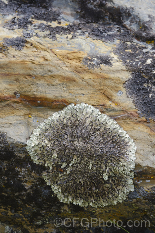 A placodioid lichen, possibly. Steineria sorediata.