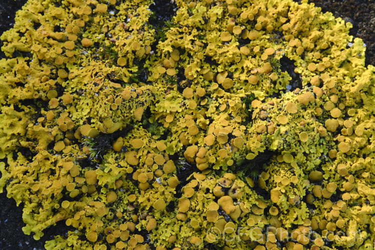 Lichen, probably a Xanthoria species, growing on old headstones in a cemetery. The varying stone types found among the memorials in cemeteries often lead to the development of an interesting array of lichens.