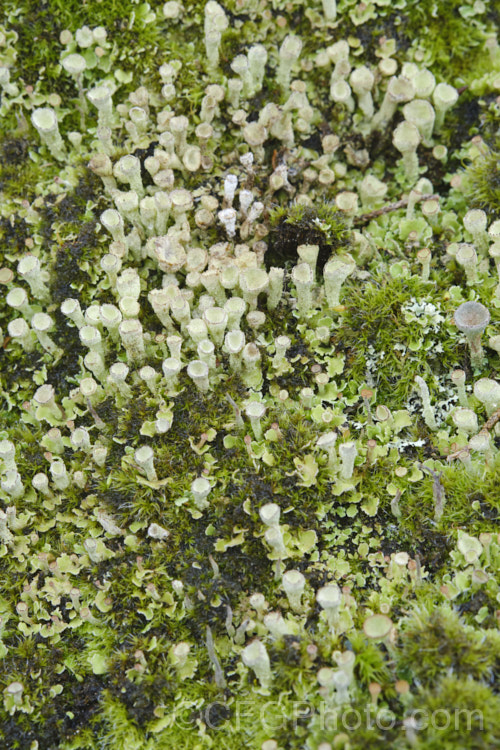 Bird's Nest. Lichen or Pixie. Cup. Lichen (<i>Cladonia pyxidata</i>), an unusual looking lichen that is surprisingly common but widely overlooked because it is so diminutive. Just a few millimetres high, it is usually found growing on bare patches among low herbage.