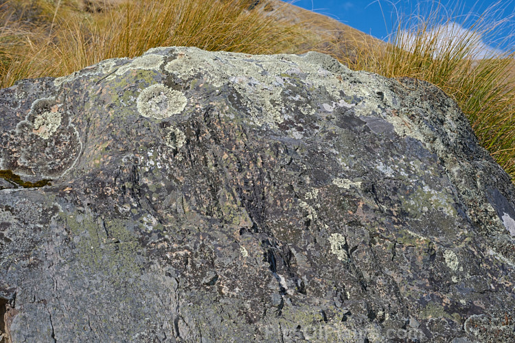 A large mountain bolder with a dense covering of alpines lichens, which thrive in the clear mountain air. Erewhon, Canterbury, New Zealand.
