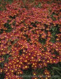 BCT0034.jpg 68192