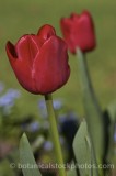 BCT0050.jpg 33609