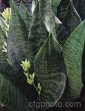 CAC0019.jpg 67856