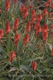CAC0023.jpg 54537