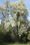 CFG3916.jpg 60611