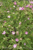 CFG4473.jpg 31560