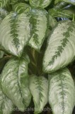 CFG4578.jpg 64072
