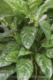 CFG4580.jpg 64073