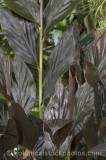 CFG4602.jpg 60871
