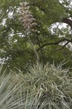CFG5256.jpg 60545