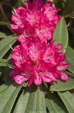 CFG6072.jpg 97237