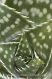 CFG6142.jpg 54574