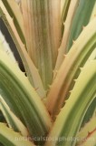 CFG6202.jpg 65707